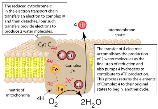 <ul><li><p><span style="background-color: transparent;">Highest electronegativity in the Electron Transport Chain</span></p><ul><li><p><span style="background-color: transparent;">Aside from oxygen</span></p></li></ul></li></ul><ul><li><p><span style="background-color: transparent;">Oxidized by oxygen (loses electrons)</span><br></p></li></ul><ul><li><p><span style="background-color: transparent;">Site of water formation</span></p></li></ul><ul><li><p><span style="background-color: transparent;">Pumps more protons into the intermembrane space (2H<sup>+</sup>)</span></p><ul><li><p><span style="background-color: transparent;">Further increases the electrochemical gradient being built</span></p></li></ul></li></ul><p></p>