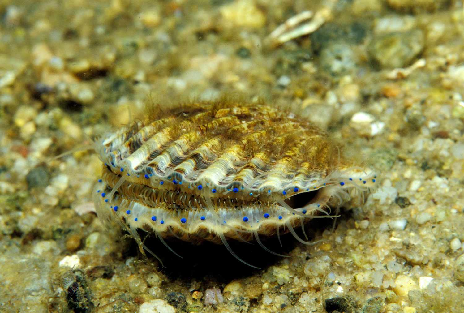 <ul><li><p><span>Unlike many bivalves, scallops are </span><strong>capable of swimming</strong><span> by rapidly clapping their shells together, which ejects water and propels them in a zigzag pattern to escape predators </span></p></li><li><p><span>most species prefer </span><strong>warmer, shallow waters</strong></p></li><li><p><strong>filter feeders</strong><span>, drawing water into their mantle cavity and filtering out phytoplankton and organic particles using their gills .</span></p></li><li><p><span> Most species are </span><strong>hermaphroditic</strong><span>,</span></p></li></ul><p></p>