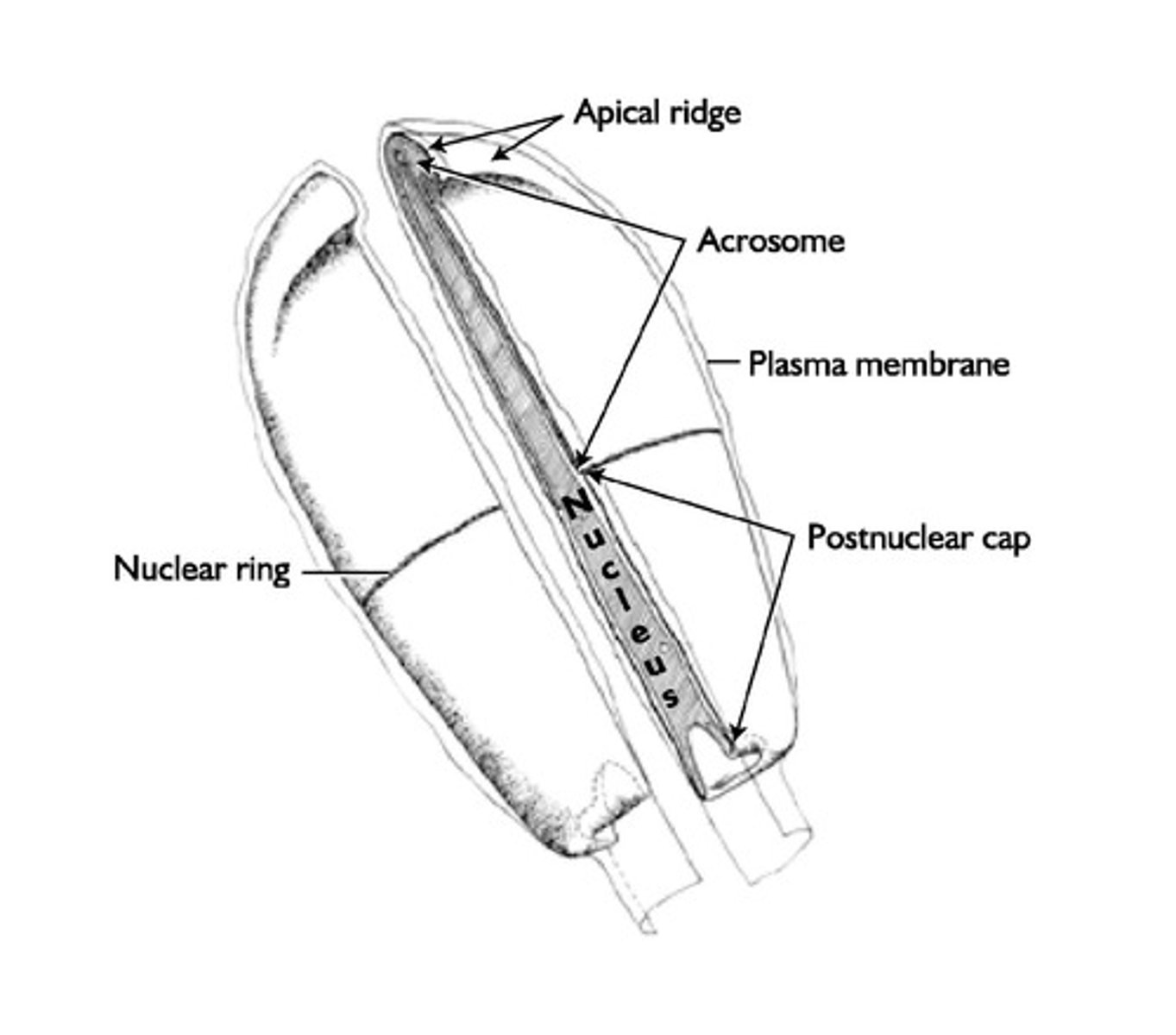 <p>Head (with acrosome and nucleus) and tail (axoneme and dense fibers).</p>