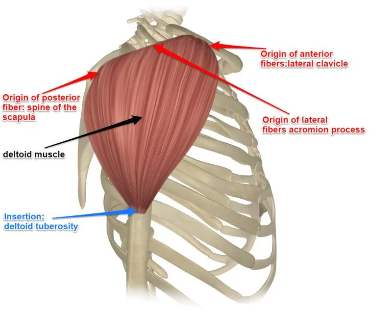 <p>origin: lateral clavicle, acromion, spine of scapula</p><p>insertion: deltoid tuberosity of humerus</p>