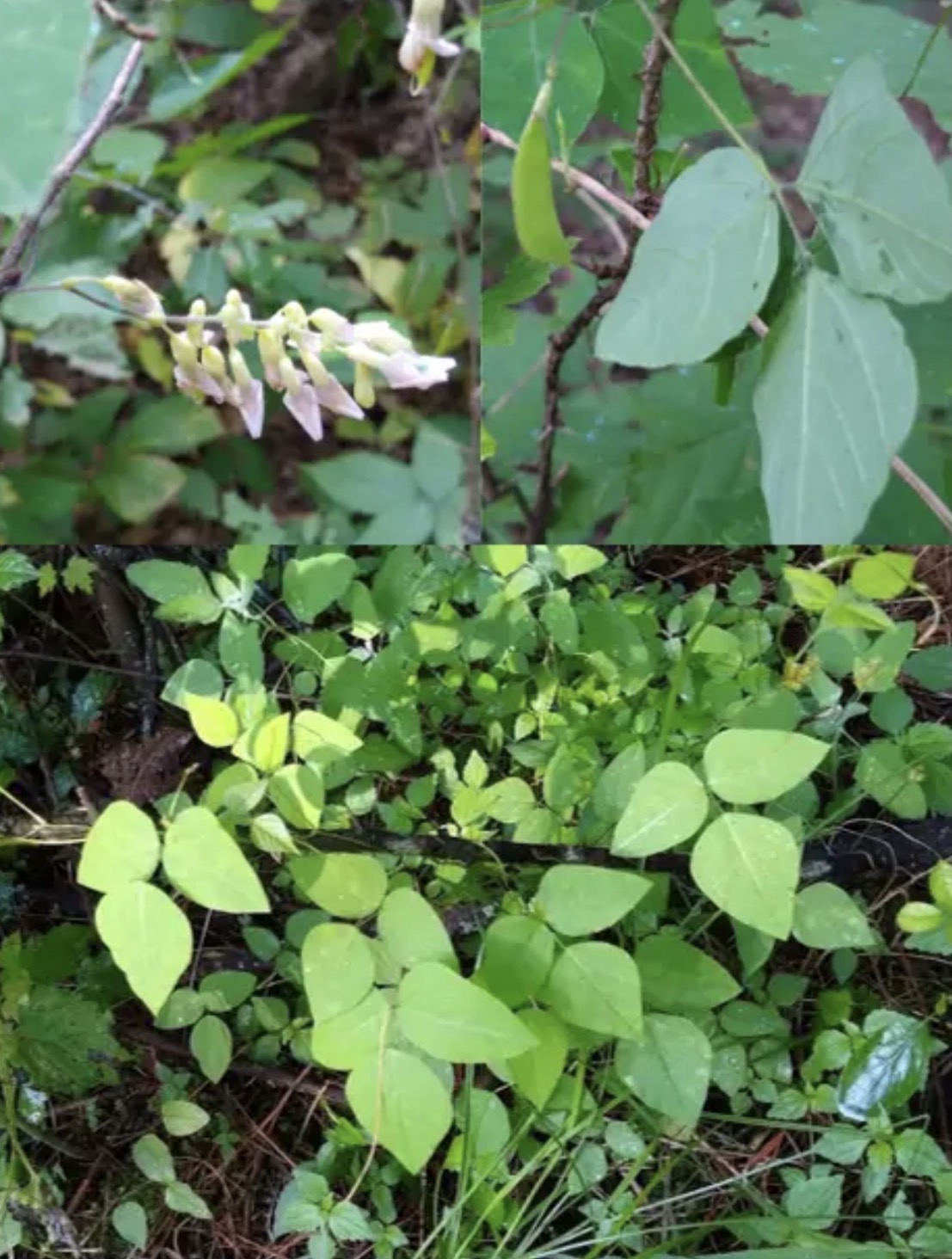 <p><em>Amphicarpaea bracteata</em></p>