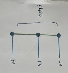<p>Consists of 1 glycerol molecule and 3 fatty acids</p>