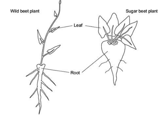 <p>Sugar beet is a crop grown for the sugar stored in its root. The sugar is produced by photosynthesis in the leaves of the plant. Plant breeders selected high-yielding wild beet plants.</p><p>They used these plants to produce a strain of sugar beet to grow as a crop. The drawings show a wild beet plant and a sugar beet plant. The drawings are to the same scale. </p><p>Use the drawings to describe two ways in which a sugar beet plant is different from a wild beet plant. Explain how each of these differences would give an increased yield of sugar. (4) </p>
