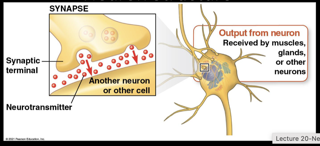 <p><span style="color: purple;"><strong>Synapse-</strong></span><span>junction between neuron and another cell<br></span><span style="color: purple;"><strong>Neurotransmitters</strong></span><span>- chemical messengers that pass information<br>from the transmitting neuron to the receiving cell</span></p>