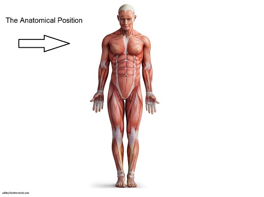 <p>Where is the knee in relation to the foot</p>
