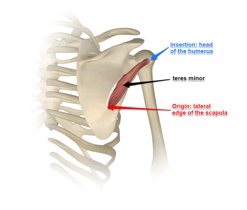 <p>origin: inferior lateral border (of scapula)</p><p>insertion: greater tubercle (of humerus)</p>