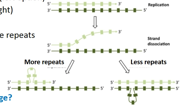 <p>ORF = Open Reading Frame, betekent in het midden van het gen</p><p>→ hierbij verandert de bacterie niet de hoeveelheid promotor-binding, maar saboteert hij direct de genetische code via een frameshift-mutatie</p><p>Het mechanisme</p><ol><li><p><span><strong>Strand dissociation (Loslaten):</strong></span> Tijdens het kopiëren laten de twee DNA-strengen heel even lokaal van elkaar los.</p></li><li><p><span><strong>Slipped mispairing (Verkeerd terugplakken):</strong></span> Omdat er veel opeenvolgende identieke basen zijn, kunnen de strengen verschoven weer aan elkaar plakken.</p><ol><li><p><span><strong>More repeats (Linker optie):</strong></span> De nieuwe streng vormt een lusje naar buiten toe. Bij de volgende ronde zijn er extra nucleotides toegevoegd (+1, +2, etc.).</p></li><li><p><span><strong>Less repeats (Rechter optie):</strong></span> De mal-streng (<span><em>template</em></span>) vormt een lusje. Hierdoor slaat de polymerase een base over en zijn er nucleotides verwijderd (-1, -2, etc.).</p></li></ol></li></ol><p><span><strong>→ Waarom niet 3?</strong></span> De dia vermeldt specifiek: <span><em>1-, 2-, 4- of 5-nucleotide repeats (not 3)</em></span>. Omdat het biologische translationele systeem (het ribosoom) DNA afleest in groepjes van <span><strong>drie</strong></span> (codons), zou het toevoegen of verwijderen van exact 3 nucleotiden slechts één aminozuur toevoegen of weghalen. Het gen blijft dan grotendeels intact. De bacterie gebruikt juist herhalingen van 1, 2 of 4 letters om de boel bewust te ontregelen.</p><p></p><p></p><p><strong>Consequentie van de verandering:</strong></p><ul><li><p><strong>Shift of Reading frame:</strong> De complete afleesfase verschuift, wat leidt tot een totaal andere aminozuurvolgorde vanaf dat punt.</p></li><li><p><strong>Premature stopcodon:</strong> Vrijwel altijd zorgt zo'n verschuiving ervoor dat er ergens verderop per ongeluk veel te vroeg een stopteken verschijnt. Dit resulteert in een afgebroken, niet-functioneel eiwit (<strong>truncated protein</strong>). Dit zet het eiwit dus effectief hard op <strong>UIT</strong>.</p></li></ul><p></p>