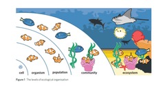 <p>Cell, Organism, Population, Community, Ecosystem.</p>