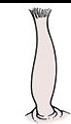 <p>body type?</p>