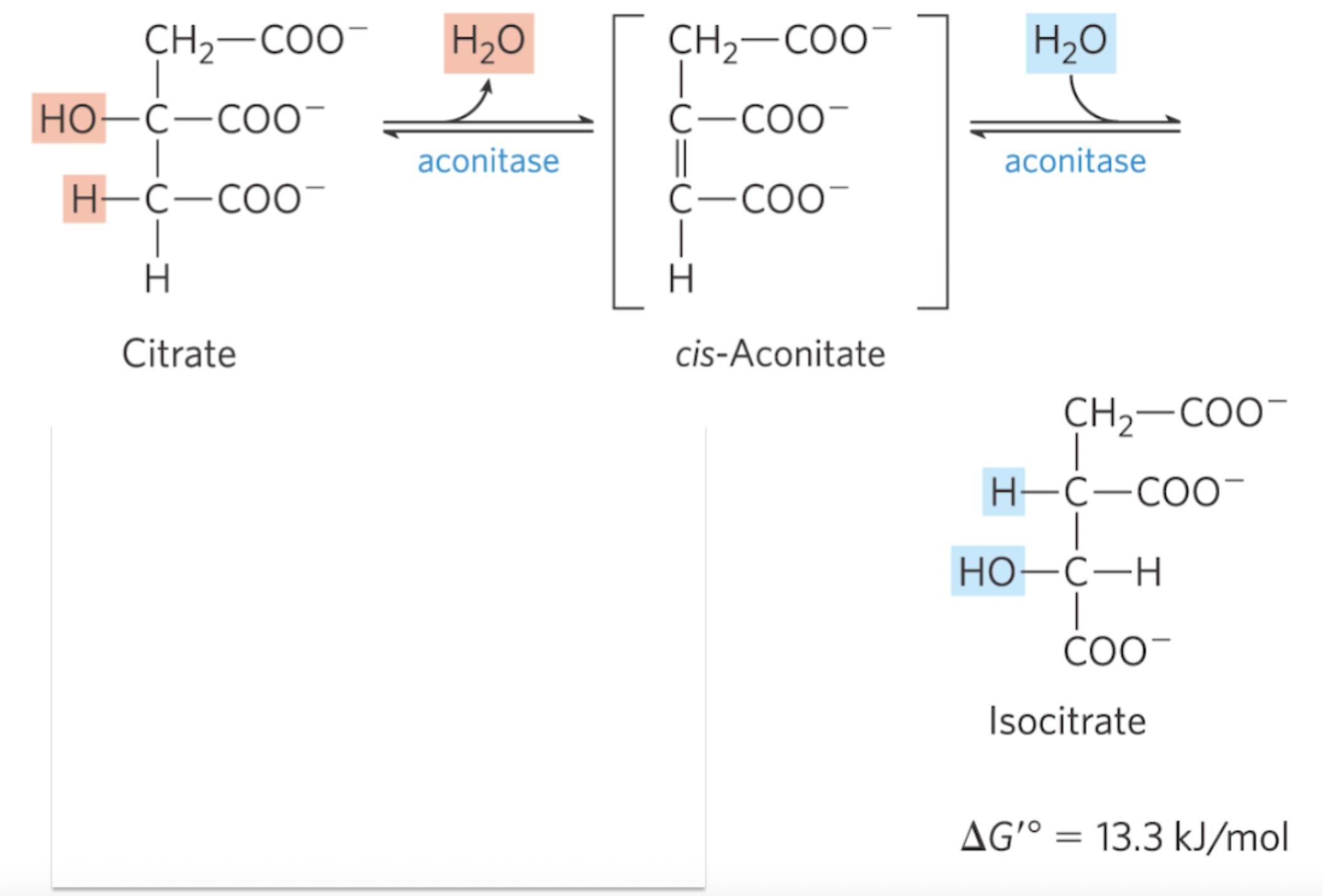 <p>Step 2: Isomerization – Formation of Isocitrate via cis-</p><p>Aconitate</p>