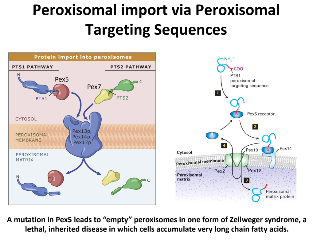 <ol><li><p><strong>PTS1 Pathway</strong> = uses Pex5 receptor (cytosolic)</p><ol><li><p>Pex5 binds → protein in cytosol → translocation complex on membrane → releases protein into matrix</p></li></ol></li><li><p><strong>PTS2 Pathway</strong> = uses Pex7 receptor (cytosolic)</p><ol><li><p>Transport proteins w/ different type of signal sequence</p></li></ol></li></ol><p><strong>Zellweger Syndrome</strong> = mutation in Pex5 → empty peroxisomes</p><ul><li><p>Lethal, inherited disease</p></li><li><p>Leads to cells w/ accumulated long fatty acid chains</p></li></ul><p></p>