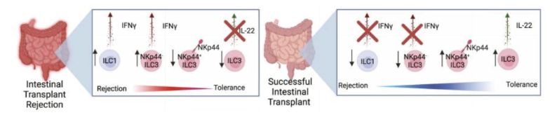 <ul><li><p>intestines house large an complex lymphoid tissue</p></li><li><p>there is a substancial number of donor derived ILCs sustaind for years = gradually transitions to recipient derived ILCS</p></li></ul><p>Most donor-derived ILCs are NKCls, ILC1s, ILC33s,</p><p>ILC1s may facilitate rejection</p><p>ILC3 and gama t cells seem protective</p><p></p>