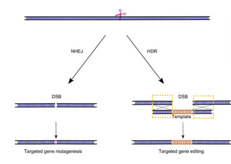 <p>Homology-directed repair (HDR)</p><p>HDR normally relies on a sister chromatids. BUT…if a repair template with homology arms is provided, the cell may use that instead.</p><p></p>