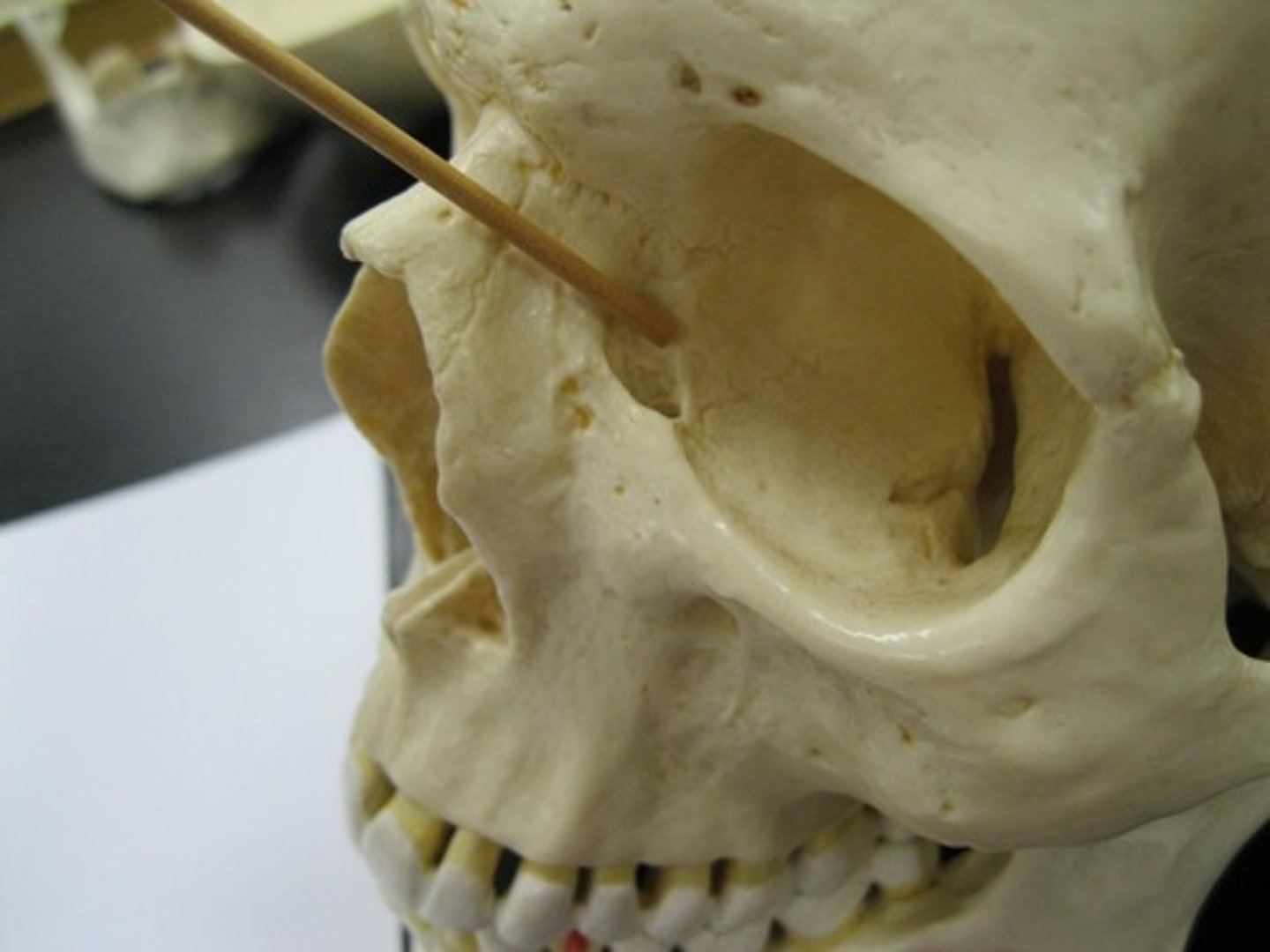 knowt flashcard image