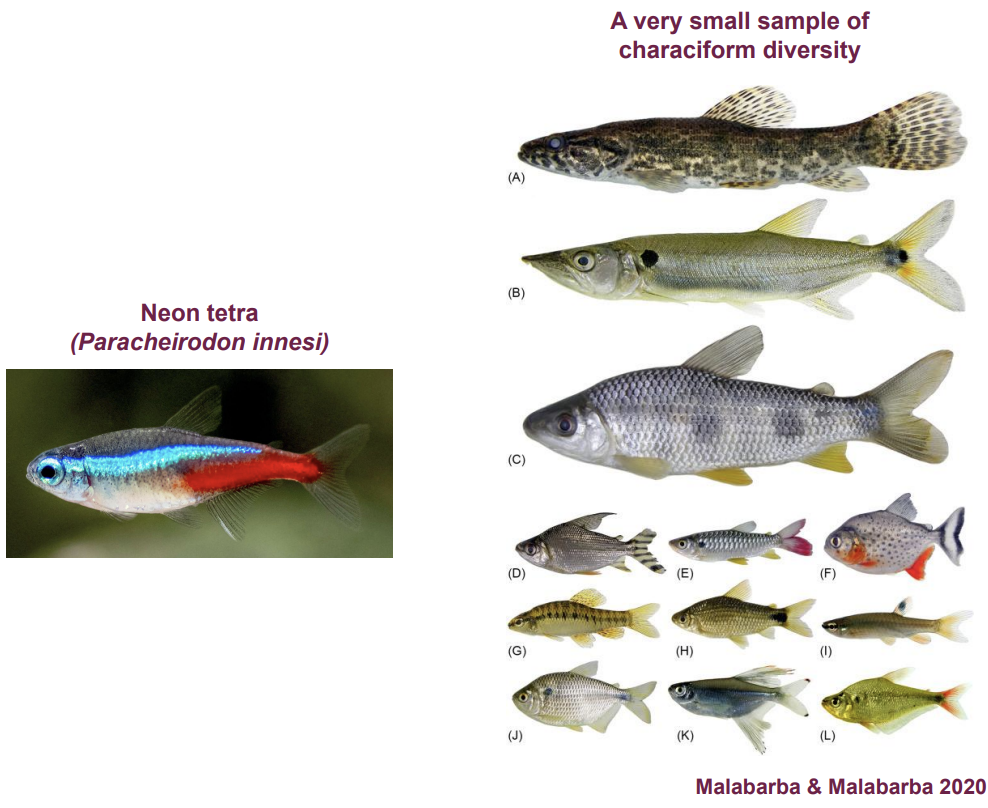 <p>Ostariophysi: Otophysi → Characiformes — classification?</p>