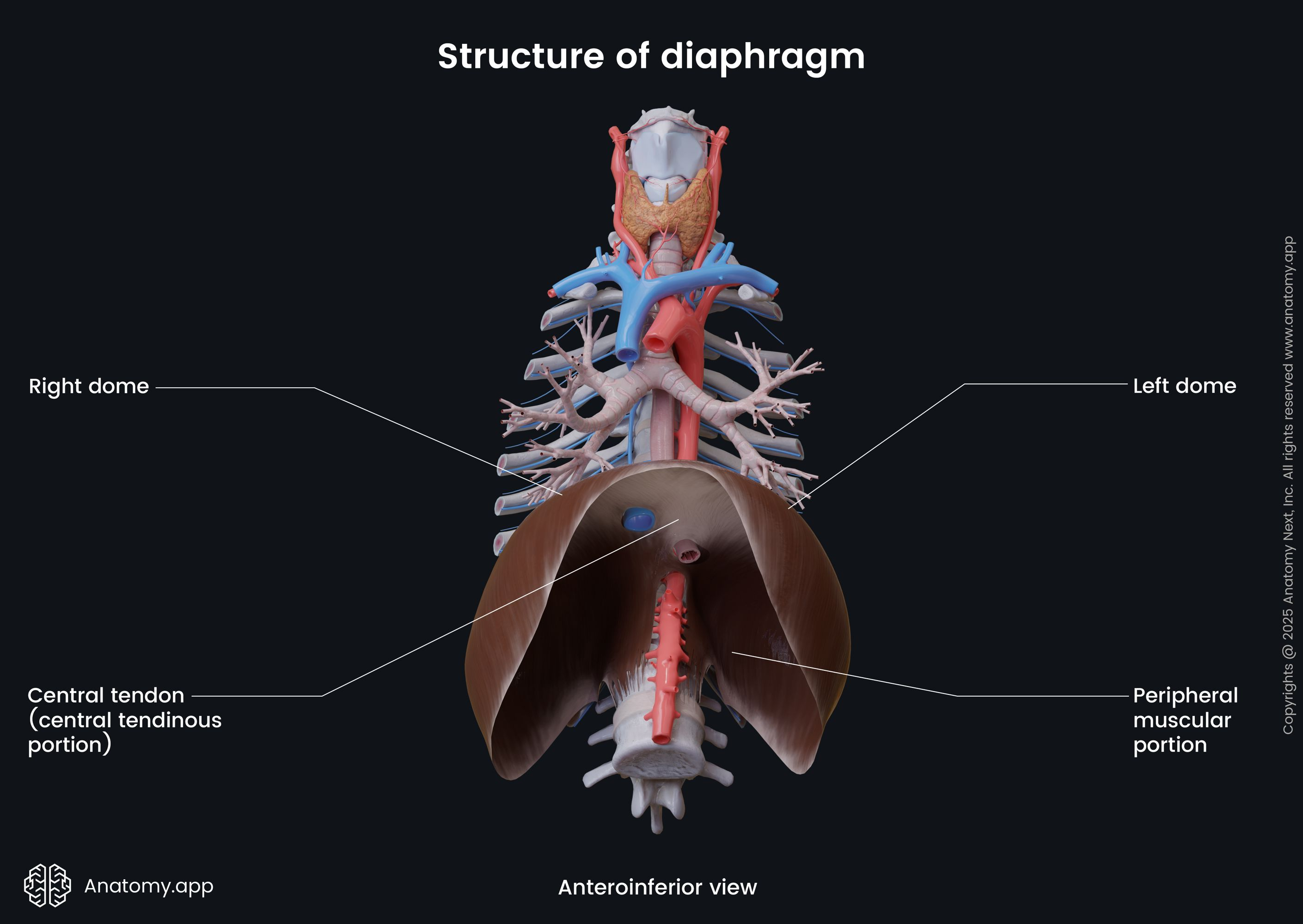 <ul><li><p>2 domes (right is higher due to the liver)</p></li><li><p>central tendon</p></li></ul><p></p>