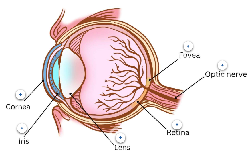 <ol><li><p>cornea</p></li><li><p>iris</p></li><li><p>lens</p></li><li><p>retina</p></li><li><p>fovea</p></li><li><p>optic nerve</p></li></ol><p></p>