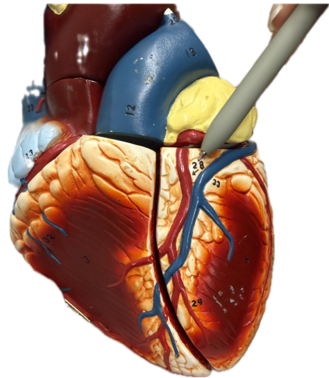 <p>What is the structure and function?</p><p></p>