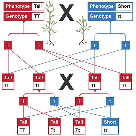 <p>Monohybrid cross</p>