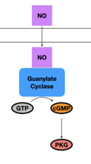 <p>1. Nitric Oxide (NO) passes through membrane</p><p>2. NO interacts w/ Guanylate Cyclase → activates GC</p><p>3. Guanylate Cyclase converts GTP → cGMP</p><p>4. cGMP activates Protein Kinase G (PKG)</p>