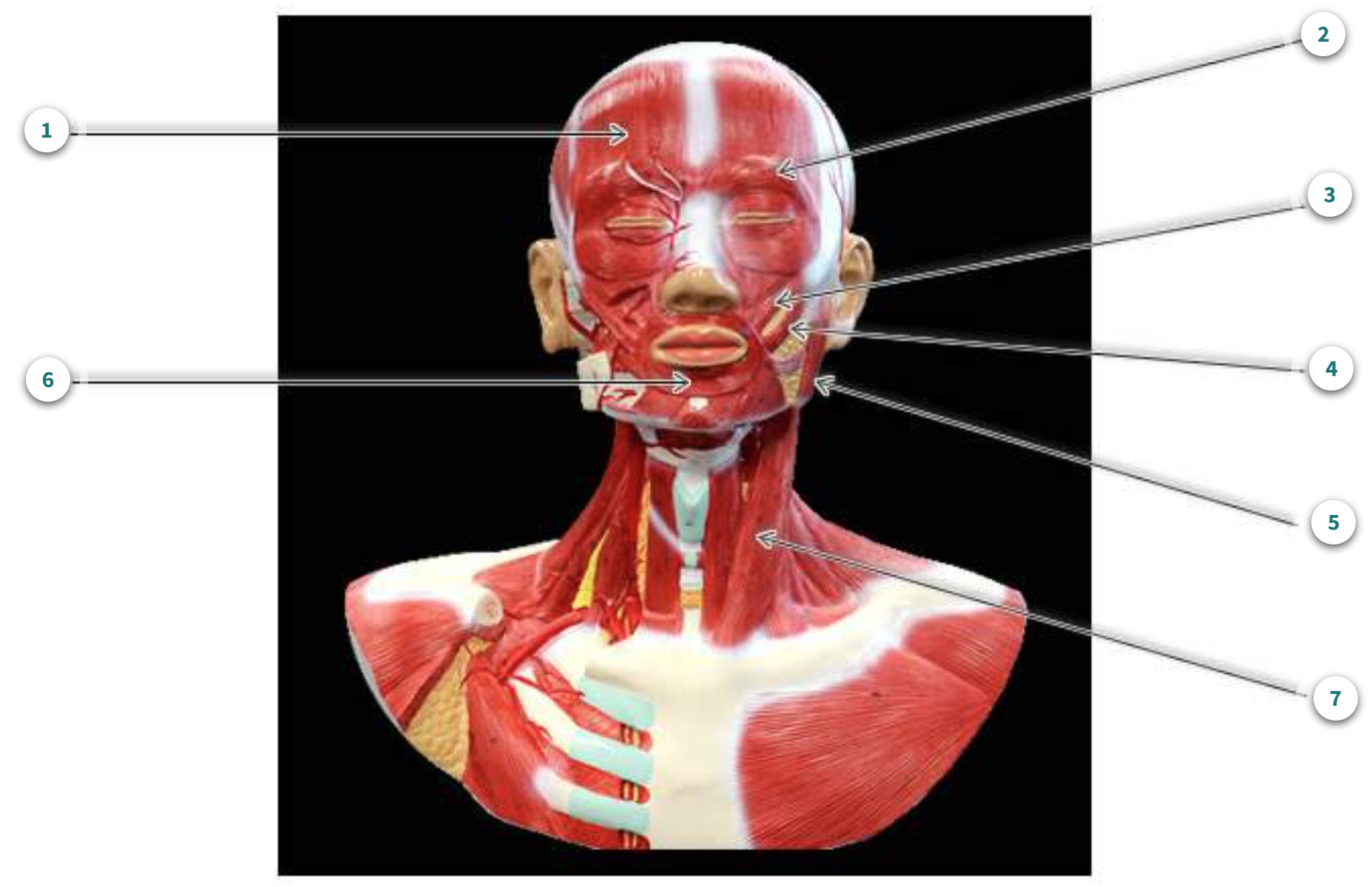<p>What is muscle number 4?</p>