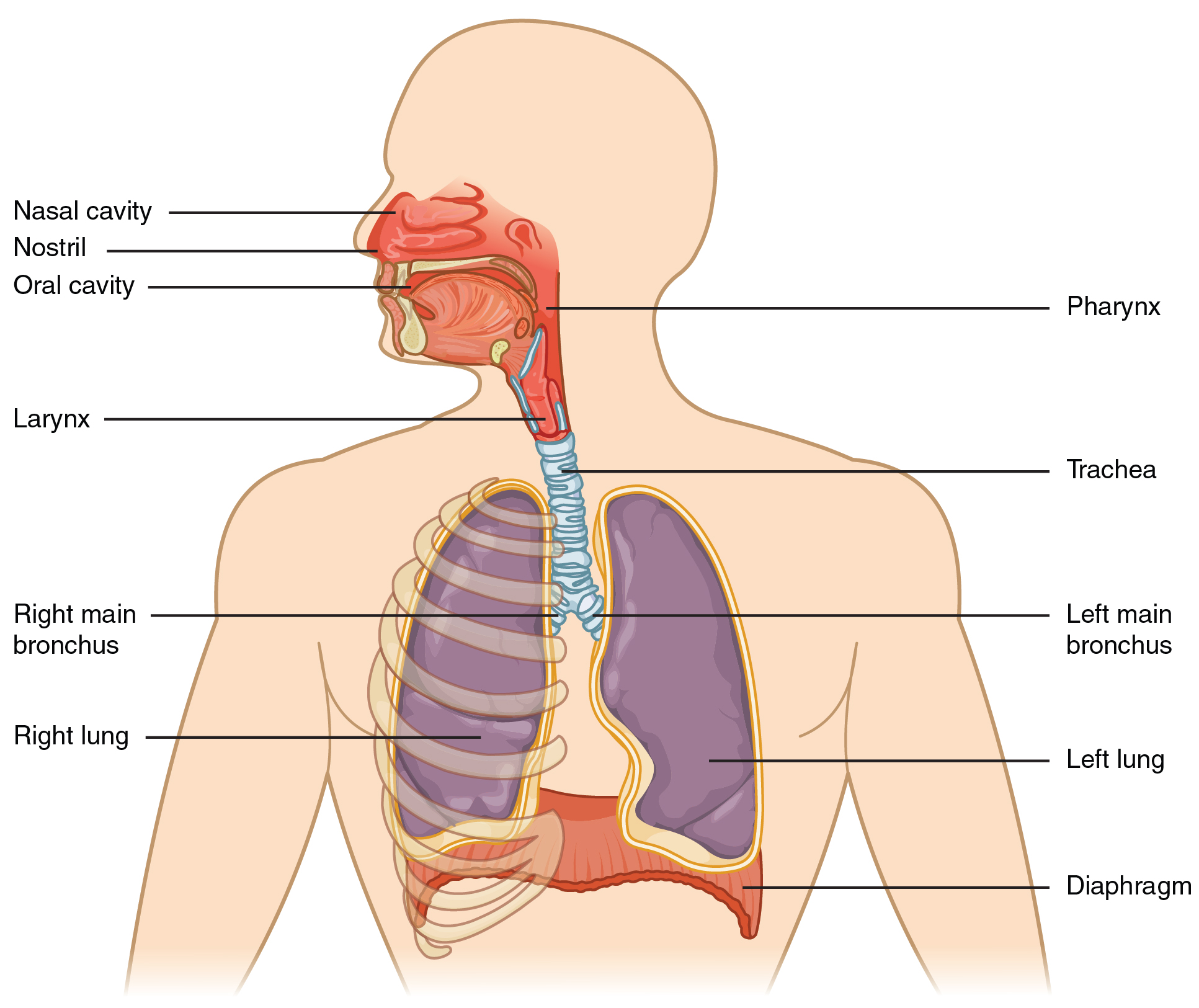 <p>respiratory system</p>