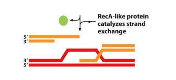 <ul><li><p>Rad51 in Eukaryotes</p></li></ul><p></p>