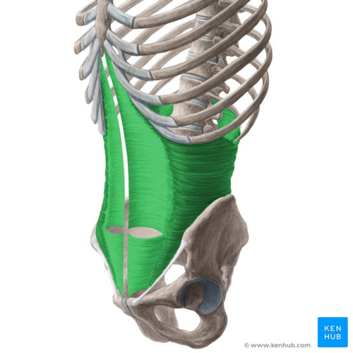 <p>O: Lateral third of inguinal ligament, ant. Iliac crest, and thoraco-lumbar fascia</p><p>I: Linea alba</p><p>A: Compress abdomen (“girdle muscle”), stabilization</p><p>N: Thoracoabdominal nerve, subcostal nerve, iliohypogastric nerve, ilioinguinal nerve</p>