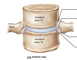 <p>Label the following:</p><ul><li><p>inferior costal facet of T5</p></li><li><p>superior articular facet of rib 6</p></li><li><p>superior costal facet of T6</p></li><li><p>inferior articular facet of rib 6</p></li></ul><p></p>