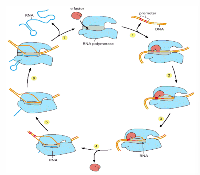 <ol><li><p>Interact with an RNA polymerase (RNAP) core enzyme to forme the RNAP holoenzyme and direct the complex to promoter regions</p></li><li><p>Facilitates the opening of the double strand DNA</p></li><li><p>Start of the transcription</p></li><li><p>Dissociation and release of the sigma factor</p></li></ol><p></p>