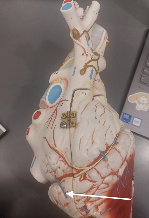<p>33</p>