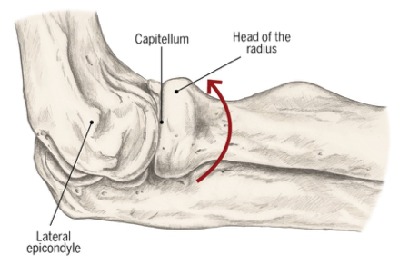 <p></p><p>modified hinge joint- uniaxial</p><p>flexion extension and rotation around capitellum </p><p></p>