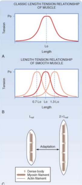 <ul><li><p>both <strong>skeletal </strong>(A) and <strong>smooth </strong>(B) muscle exhibit a <strong>bell-shaped</strong> length-tension relationship, although the <strong>length-tension relationship of smooth muscle can vary</strong></p></li><li><p>within a <strong>short period after stretching smooth </strong>muscle, there is a <strong>rightward shift</strong> in the length-tension relationship such that maximal force gen occurs at longer muscle length (B)</p></li><li><p>likewise, within a brief time after <strong>shortening of smooth muscle</strong>, there is a<strong> leftward shift</strong> in the length-tension relationship (B)</p></li><li><p>the mechanism(s) underlying this adaptation are hypothesised to reflect a change in the<strong> no. of contractile units</strong> in series (C)</p></li></ul><p></p>