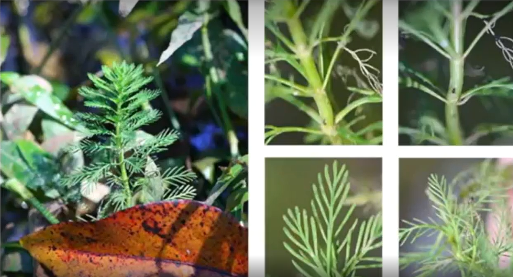 <p>Haloragaceae</p>