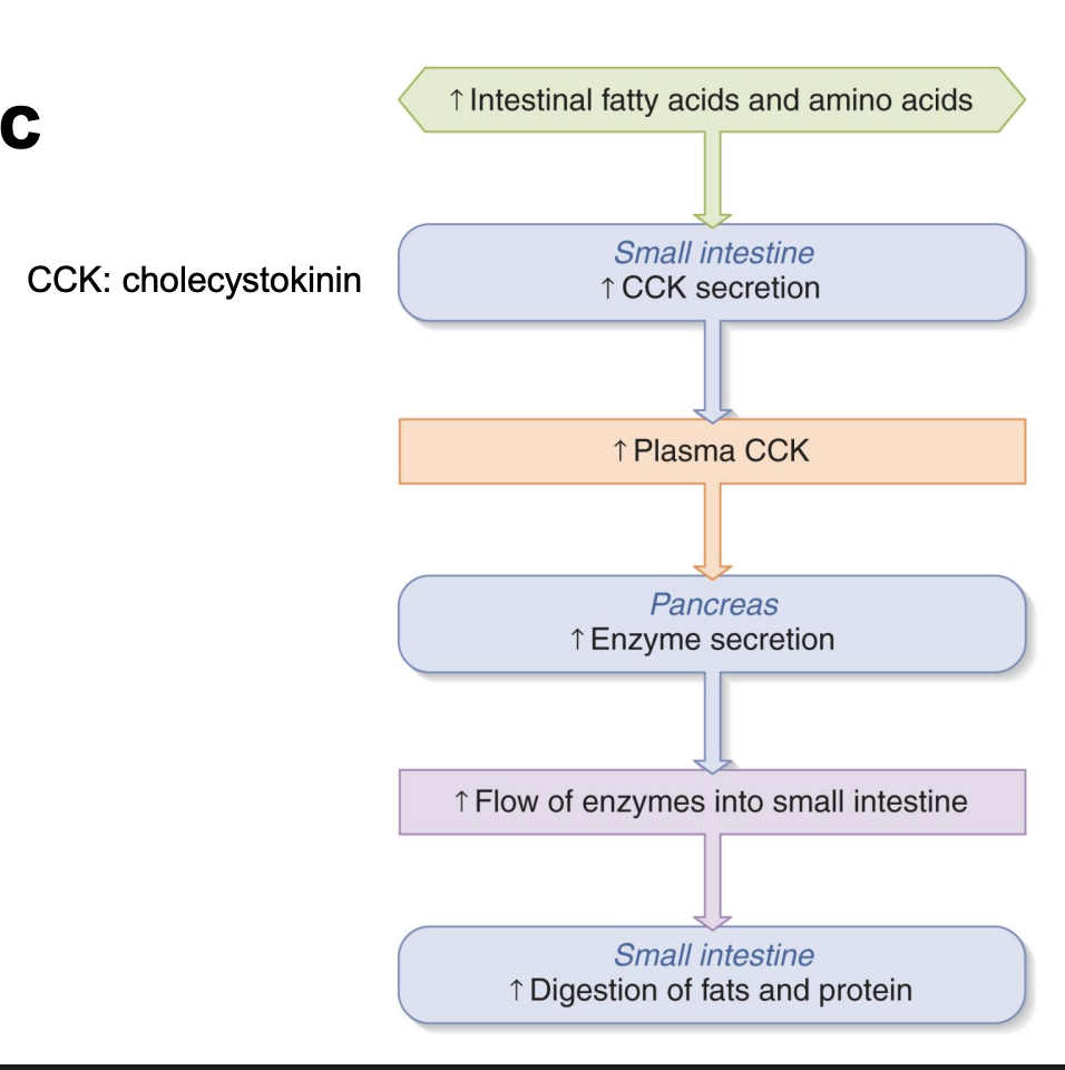 <p>-slow down stomach and release bile and pancrease secretions</p><p>-stimuli=chyme, chemoreceptor</p>