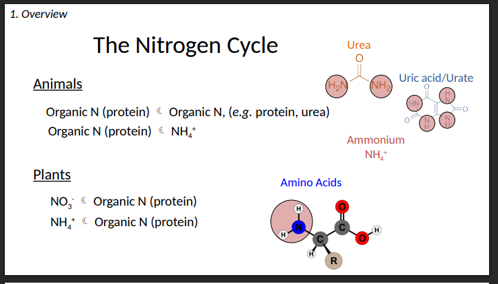 <p>The Nitrogen Cycle: Animals vs Plants</p>