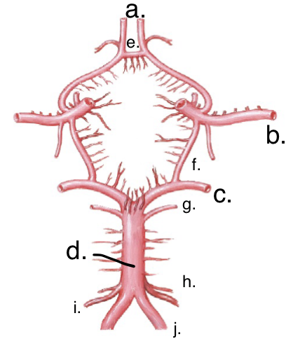 <p>Label the cricle of willis</p>