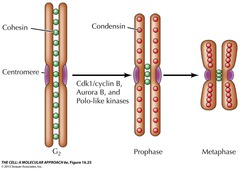 <p>Protein holding sister chromatids together.</p>