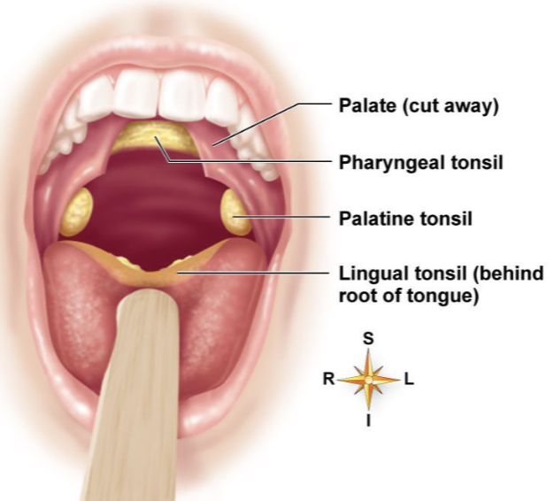 <ol><li><p>Palatine tonsils</p></li><li><p>Pharyngeal tonsils or adenoids (adenoiditis)</p></li><li><p>Lingual tonsils</p></li></ol><p></p>