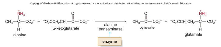 <p>transfer a substituent group between substrates. </p>