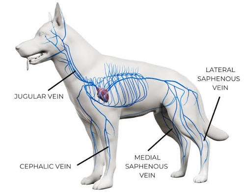 <p>Peripheral IV catheter sites</p>