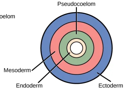 <p>What is this an image of?</p>