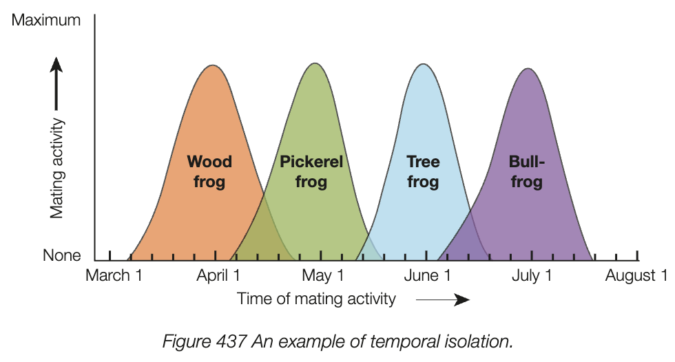 <ul><li><p>breeding cycles/time of fertility differs between one population of species to the next</p></li><li><p>e.g. plants flower at different seasons, some animals are nocturnal and others arent</p></li></ul><p></p>