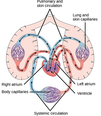 <p>three-chambered heart<span> with two atria and a single ventricle</span></p>