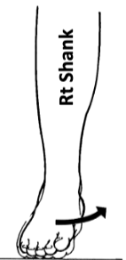 <p>turns the sole of the foot medially</p>