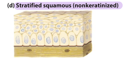 <ul><li><p><span>Line surfaces such as the mouth and vagina</span></p></li><li><p><span>Resist abrasion</span></p></li><li><p><span>Generally prevent material absorption/secretion into or</span></p><p><span>out of lined cavity</span></p></li></ul><p></p>