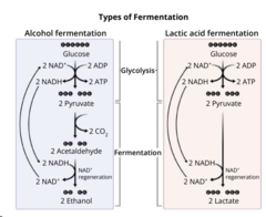 <p>Anaerobic pathway. Only relies on glycolysis by converting pyruvate into different molecules in order to oxidize NADH back to NAD+. Lactic acid and alcohol fermentation</p>