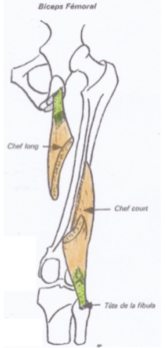 <p>VRAI : et son chef court s’insère sur le 1/3 moyen de la lèvre latérale de la ligne âpre ; les deux chefs se rejoignent pour se terminer au niveau de l’apex de la tête fibulaire</p>
