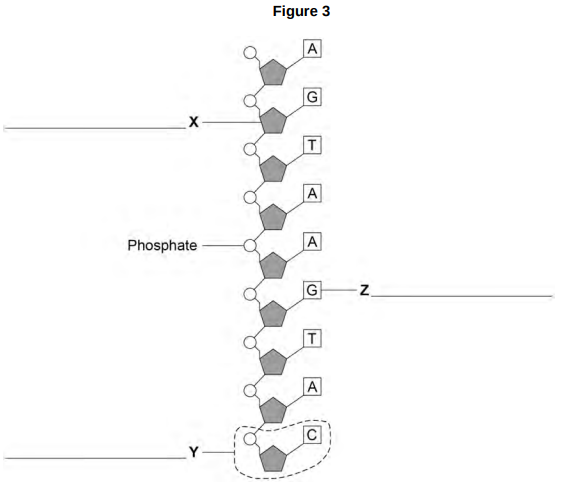 <ul><li><p><strong>Figure 3</strong> shows part of one strand of a DNA molecule.</p></li></ul><p>Label parts X, Y and Z on Figure 3. [3 marks]</p>