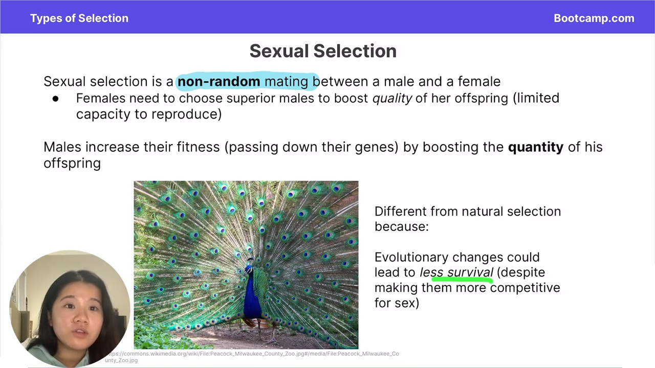 <p>evolutionary changes favorable to sexual selection could actually lead to less survival  </p>